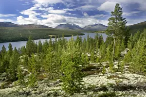 Taiga Prints: Atna valley wild mountain scenery in early autumn Atna valley, Hedmark, Norway