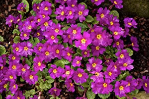 Purple Gallery: An attractive winter and spring-flowering garden primula