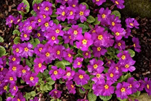 Masses Prints: An attractive winter and spring-flowering garden primula: Primula juliana wanda'