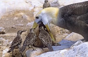 AU-1613 Waved Albatross - feeding chick, with Hood Island Mockingbird (Nesomimus macdonaldi) trying to steal food