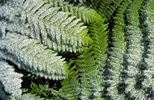 AU-18-RM Tasmanian tree fern / Soft tree fern / Man fern - fronds encrusted with frost