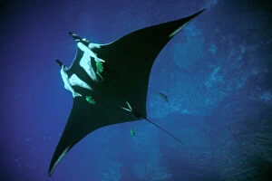 AU-19-MS Pacific Manta Ray - with remoras. filter feeding