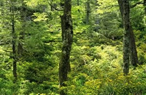 AU-19-PLA Chile - Lenga forest (Nothofagus pumilio) with Lilen (Azara petiolaris) understorey