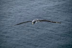 AU-45-GR Chatham Island Shy ALBATROSS / Mollymawks - Flying over sea