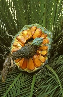 AU-70-LAW Zamia Palm - female fruit & fronds; found only in these grassy woodlands & in headwaters of the Clarence