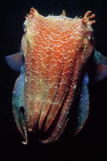Molluscs Gallery: AU-88-MS