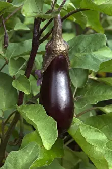Vegetable Prints: Aubergine / Eggplant / Brinjal As part of garden decoration Loire, France September