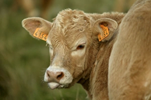 Aubrac Cow with calf in field