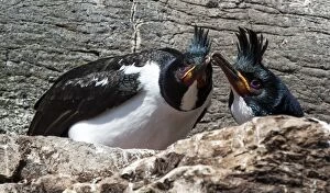 Images Dated 2nd December 2014: Auckland Shag adult male and female at nest