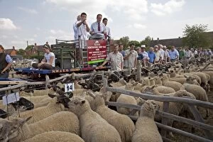 Images Dated 3rd August 2011: Auctioning Sheep from horse and cart