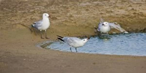 Images Dated 7th September 2009: Audoiuns Gull - adults drinking fresh water