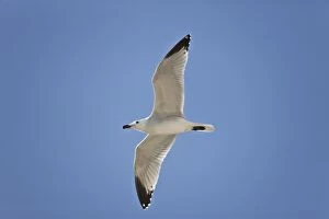 Audouins Gull - adult summer gull - in flight