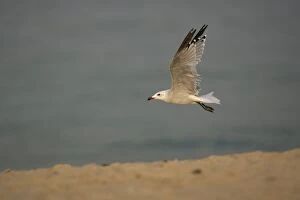 Audouins Gull in flight