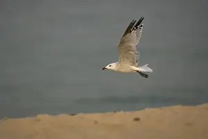 Audouin's Gull in flight Tarifa Southern Spain September