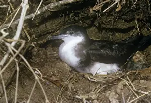 Shearwater Prints: Audubon's Shearwater - on nest