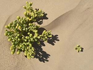 Augea capensis - succulent plant that grows in arid regions