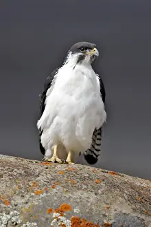 Augur Buzzard. Bale mountains - Ethiopia - Africa