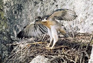 Augur Buzzard - fledgling at nest