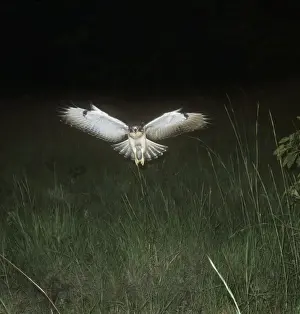 Augur Buzzard - in flight