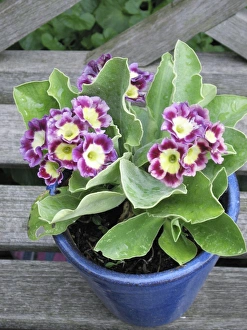 Images Dated 7th May 2006: Auricula flowers in blue pot