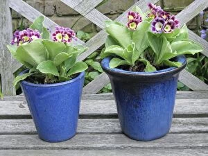 Images Dated 7th May 2006: Auricula flowers in blue pots
