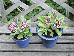 Images Dated 7th May 2006: Auricula flowers in blue pots