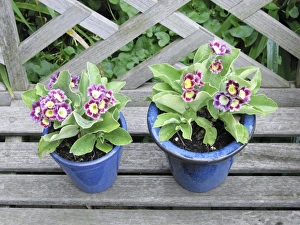 Images Dated 2006 May: 7 May 2006 Collection