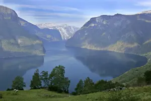 Fjords Prints: Aurlandsfjord framed by high mountains and green pastures Sogn og Fjordane, Norway