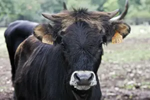 Tagged Prints: Aurochs