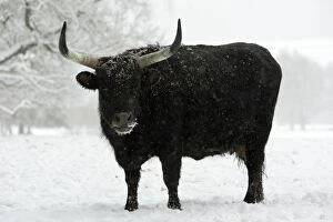 Images Dated 17th December 2005: Aurochs Cow - in winter park landscape Sababurg animal park, North Hessen, Germany