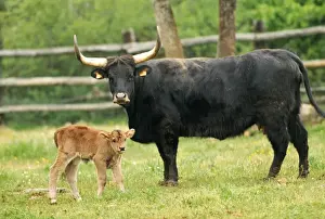 Aurochs WAT 5691 Wild ancestor of domestic cattle - with calf Bos primigenius © M. Watson / ARDEA LONDON