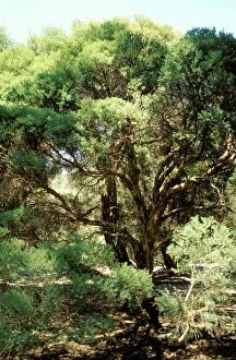 AUS-1534 Tea-tree - source of tea-tree oil