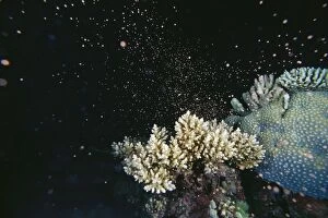 AUS-1772 Staghorn Coral - spawning - this phenomenon happens only once a year and is over in minutes