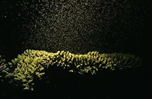 AUS-1773 Coral - spawning