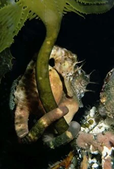 AUS-1774 Australian pot-bellied Seahorse - pair near pier pylon