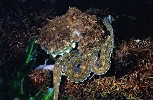 AUS-1786 Southern Keeled Octopu