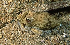 AUS-1788 Southern Keeled Octopus - burying itself in sand