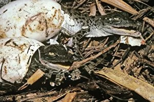 AUS-1798 Estuarine / Saltwater Crocodile - baby breaking out of egg, hatchling at nest
