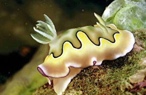AUS-1846 Nudibranch (sea slug) (Chromodoris coil) Unlike most snails, nudibranchs have no shell & their delicate gills