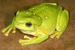 AUS-1860 Magnificent Tree Frog