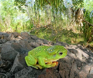 AUS-1861 Magnificent Tree Frog - in riparian habitat in late wet season, which has waterways found to support a very
