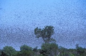 AUS-1878 Australian Plague Locust - swarm that took twenty minutes to pass