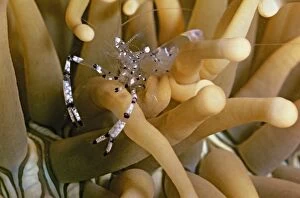 AUS-1939 Commensal shrimp - between arms of sea anemone