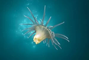 AUS-1954 A Wandering anemone - usually attach themselves in large numbers to Sea whips or Gorgonian sea fans