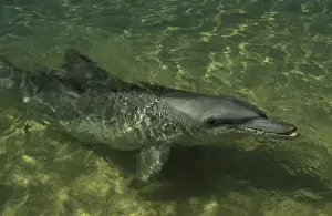 Dolphin Prints: AUS-31 Bottlenose dolphin (Tursiops truncatus)