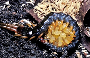 AUS-476 A centipede - species not identified - protecting its eggs AUS-476 A centipede - species not identified - protecting its eggs