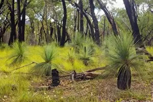 Austral Grass Trees - newly sprouting Grass Trees after a wildfire in an eucalypt forest