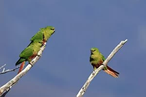 Images Dated 8th April 2009: Austral Parakeet / Austral Conure / Emerald Parakeet - three on branch