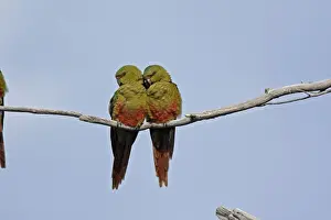 Parakeets Prints: Austral Parakeet / Austral Conure / Emerald Parakeet - pair on branch