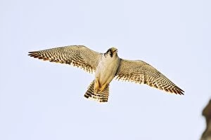 Images Dated 13th November 2012: Austral Peregrine Falcon